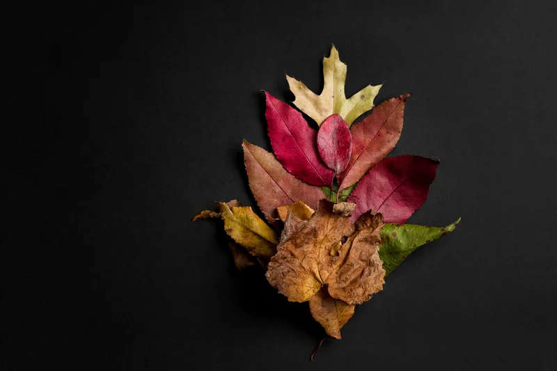 Red, gold, green and brown leaves arranged vertically against a black ground.